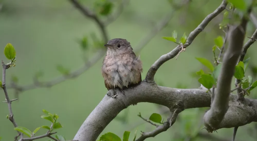 Birdwatching wildlife safari Estancia Don Joaquin Corrientes Argentina Jabiru Yellow Cardinal