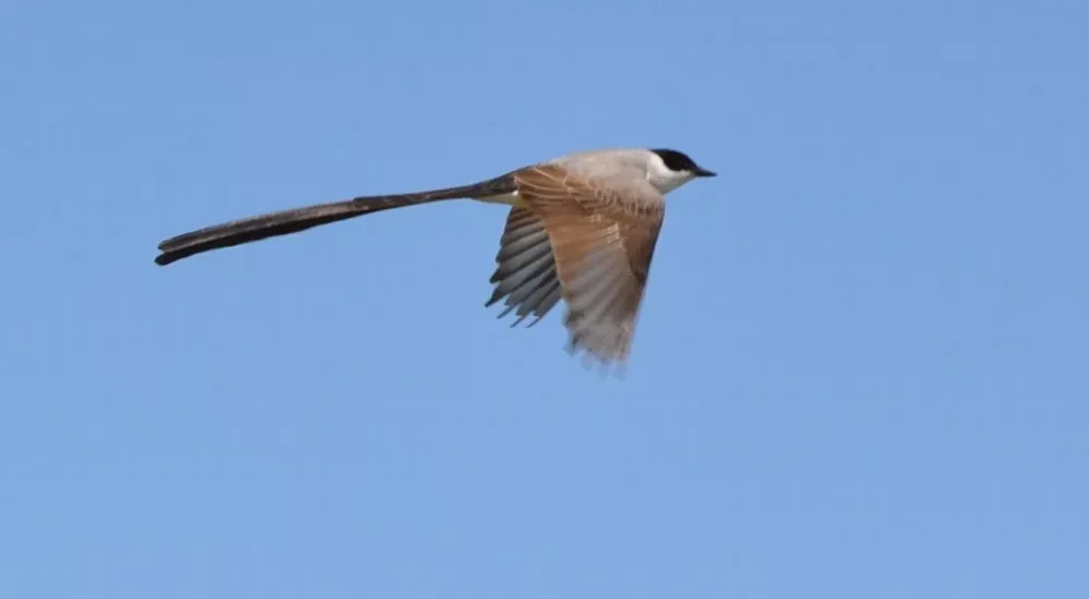 Birdwatching wildlife safari Estancia Don Joaquin Corrientes Argentina Jabiru Yellow Cardinal