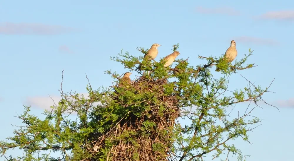 Estancia Don Joaquín - Birdwatching