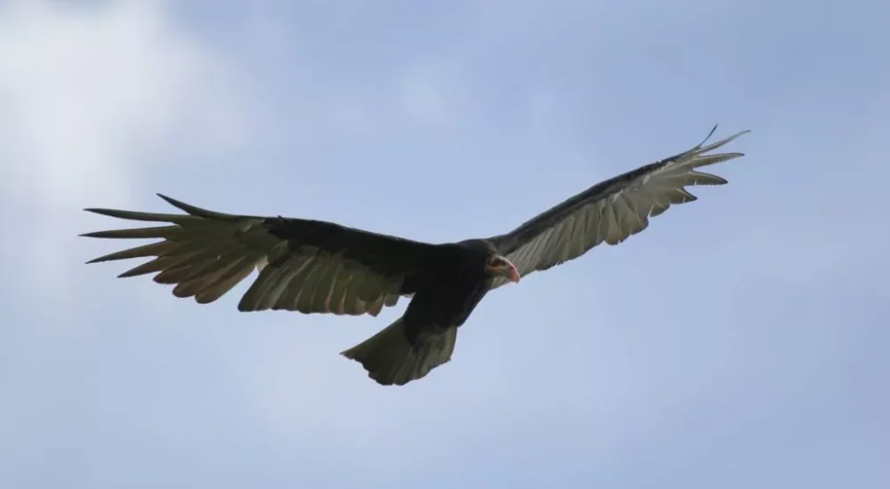Estancia Don Joaquín - Wildlife safaris
