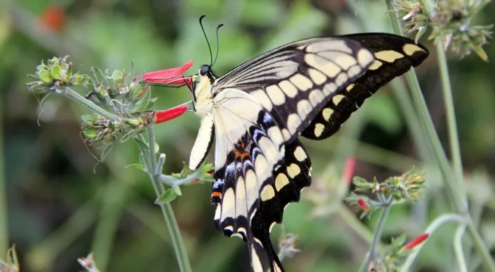 Wildlife safaris gaucho trail ride activities Estancia don Joaquin Corrientes argentina capybara sighting