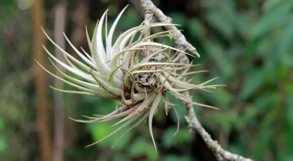 Wildlife safaris gaucho trail ride activities Estancia don Joaquin Corrientes argentina capybara sighting