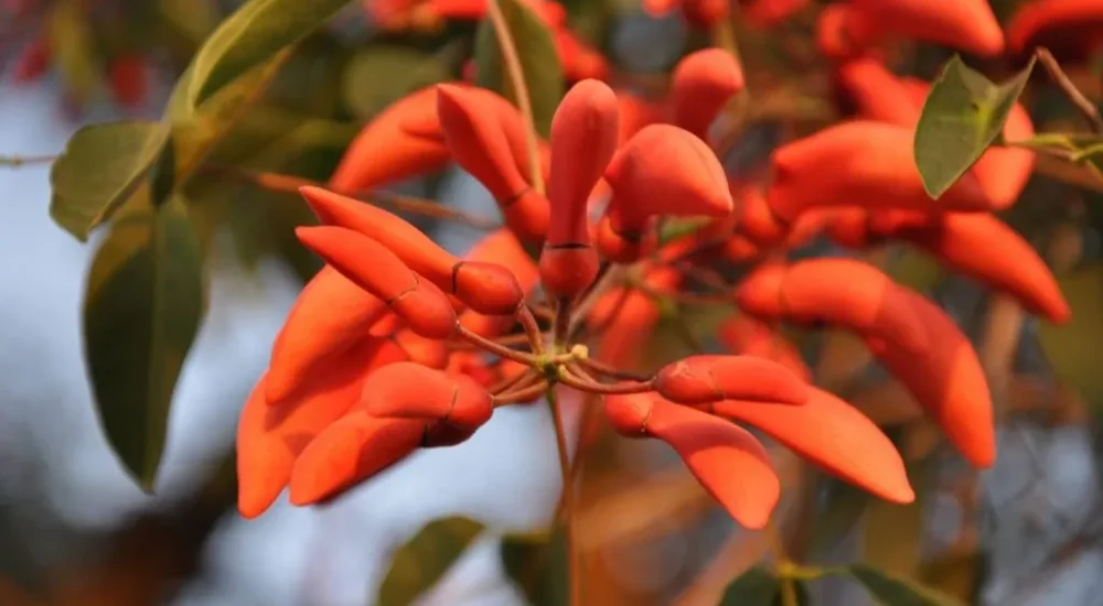 Wildlife safaris gaucho trail ride activities Estancia don Joaquin Corrientes argentina capybara sighting