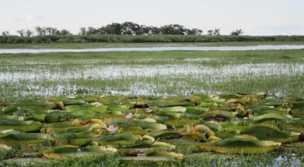 Wildlife safaris gaucho trail ride activities Estancia don Joaquin Corrientes argentina capybara sighting