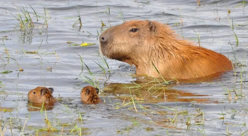 Wildlife safaris gaucho trail ride activities Estancia don Joaquin Corrientes argentina capybara sighting