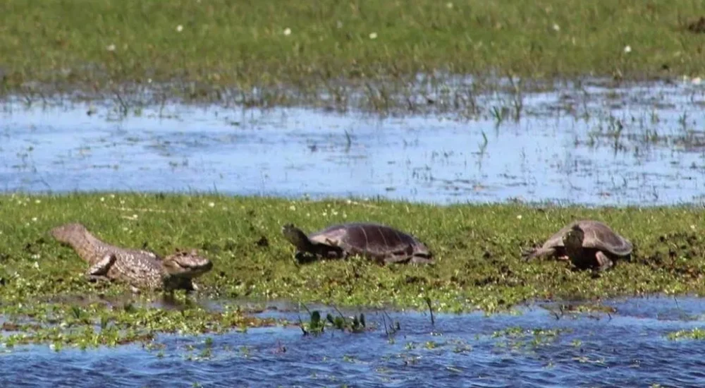 Wildlife safaris gaucho trail ride activities Estancia don Joaquin Corrientes argentina capybara sighting