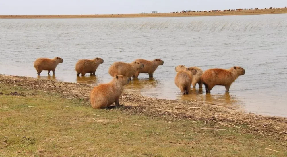 Wildlife safaris gaucho trail ride activities Estancia don Joaquin Corrientes argentina capybara sighting
