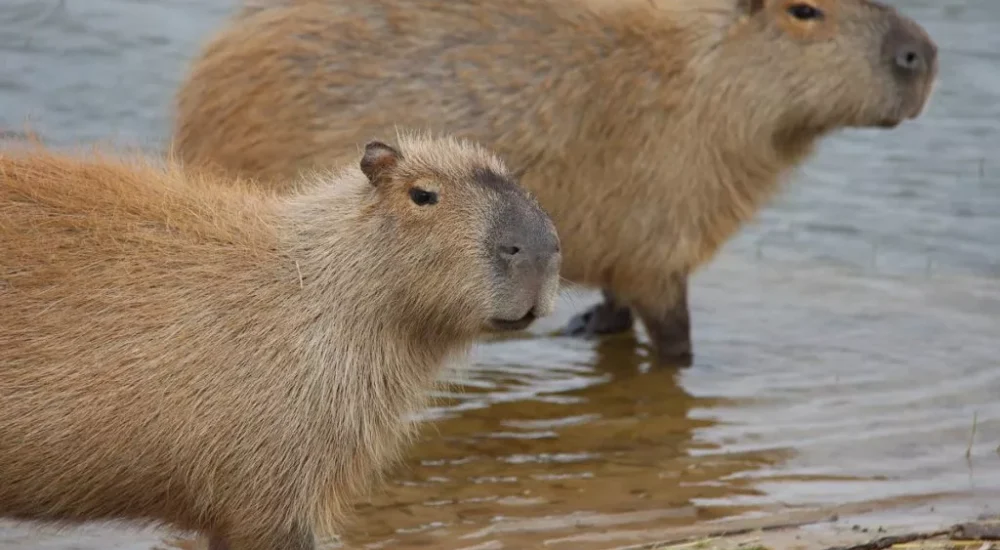 Wildlife safaris gaucho trail ride activities Estancia don Joaquin Corrientes argentina capybara sighting