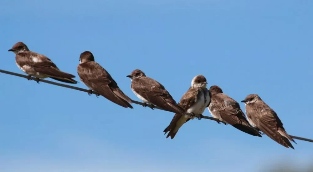 Birdwatching wildlife safari Estancia Don Joaquin Corrientes Argentina Jabiru Yellow Cardinal