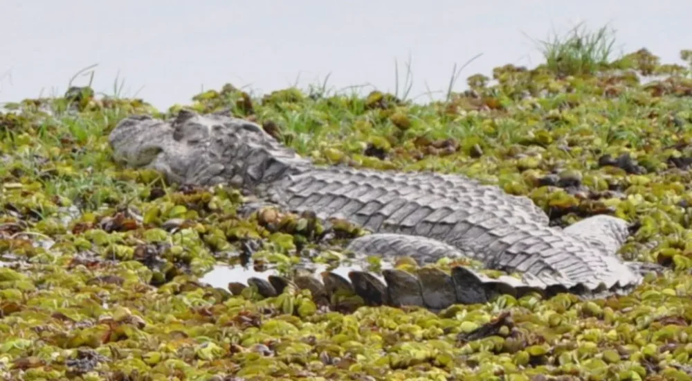 Estancia Don Joaquín - Wildlife safaris