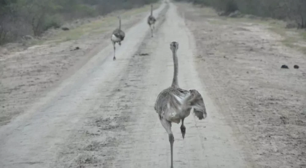Birdwatching wildlife safari Estancia Don Joaquin Corrientes Argentina Jabiru Yellow Cardinal
