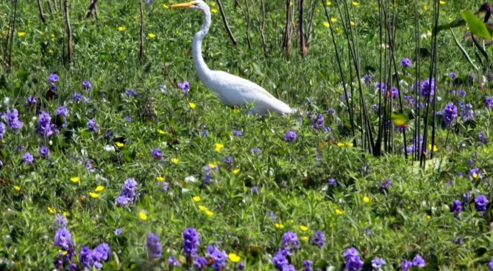 Estancia Don Joaquín - Wildlife safaris