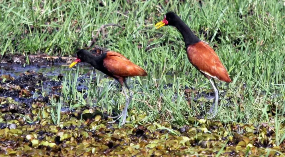 Estancia Don Joaquín - Wildlife safaris