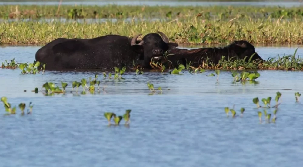 Estancia Don Joaquín - Wildlife safaris
