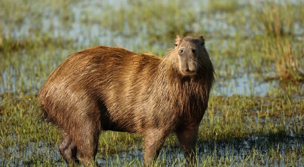 capibara en campos de estancia don joaquin