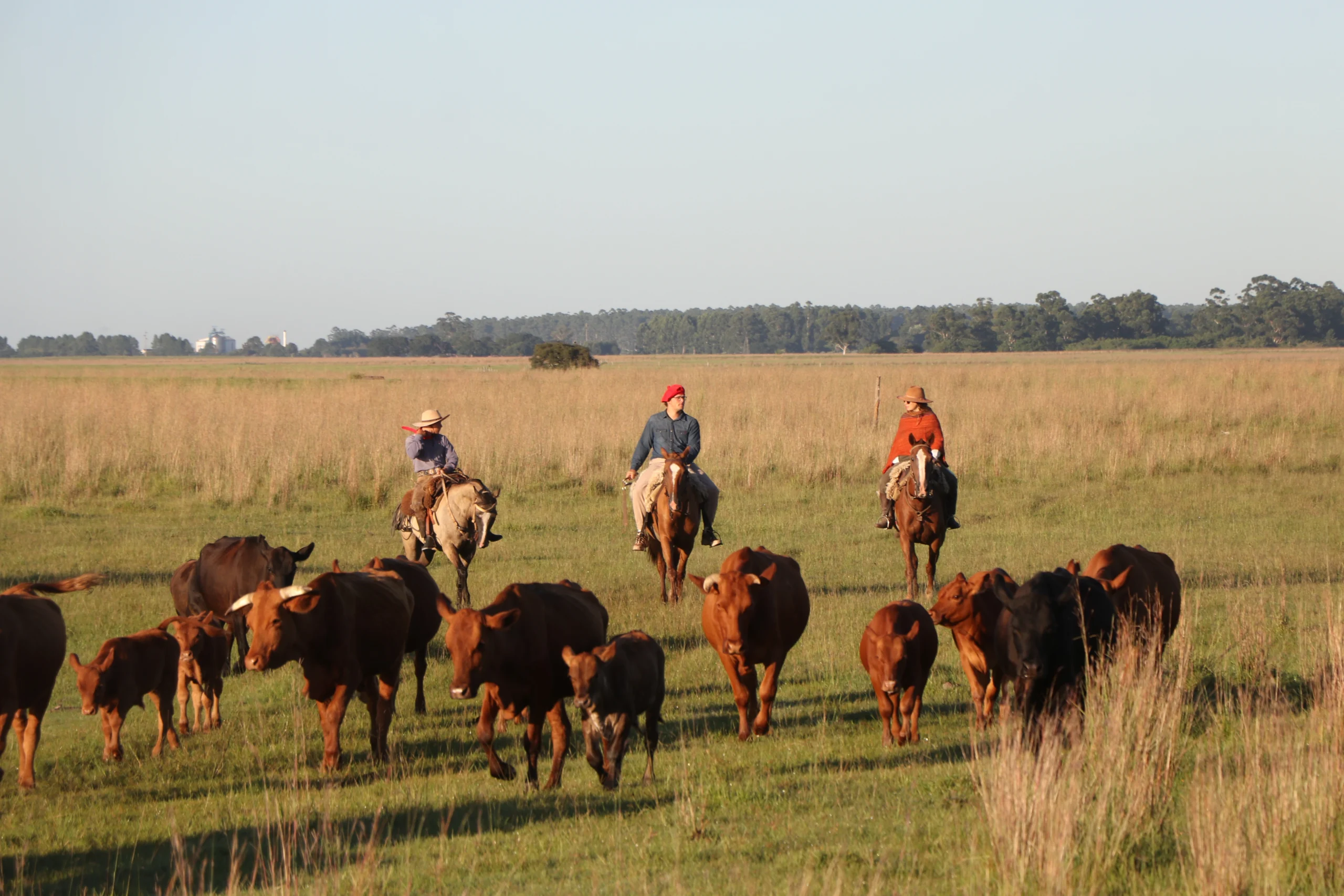 Authentic Gaucho rural activities lasso cattle herding Estancia don Joaquin Corrientes argentina
