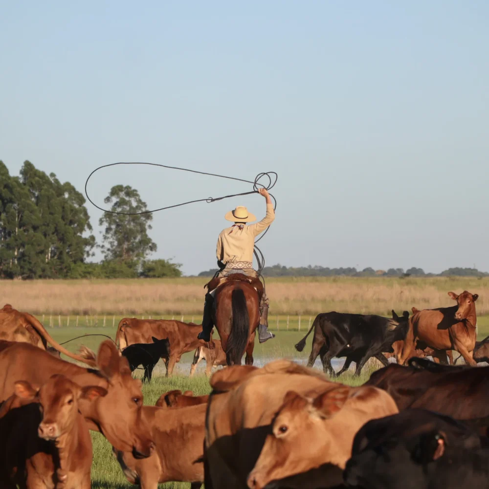 Authentic Gaucho rural activities lasso cattle herding Estancia don Joaquin Corrientes argentina