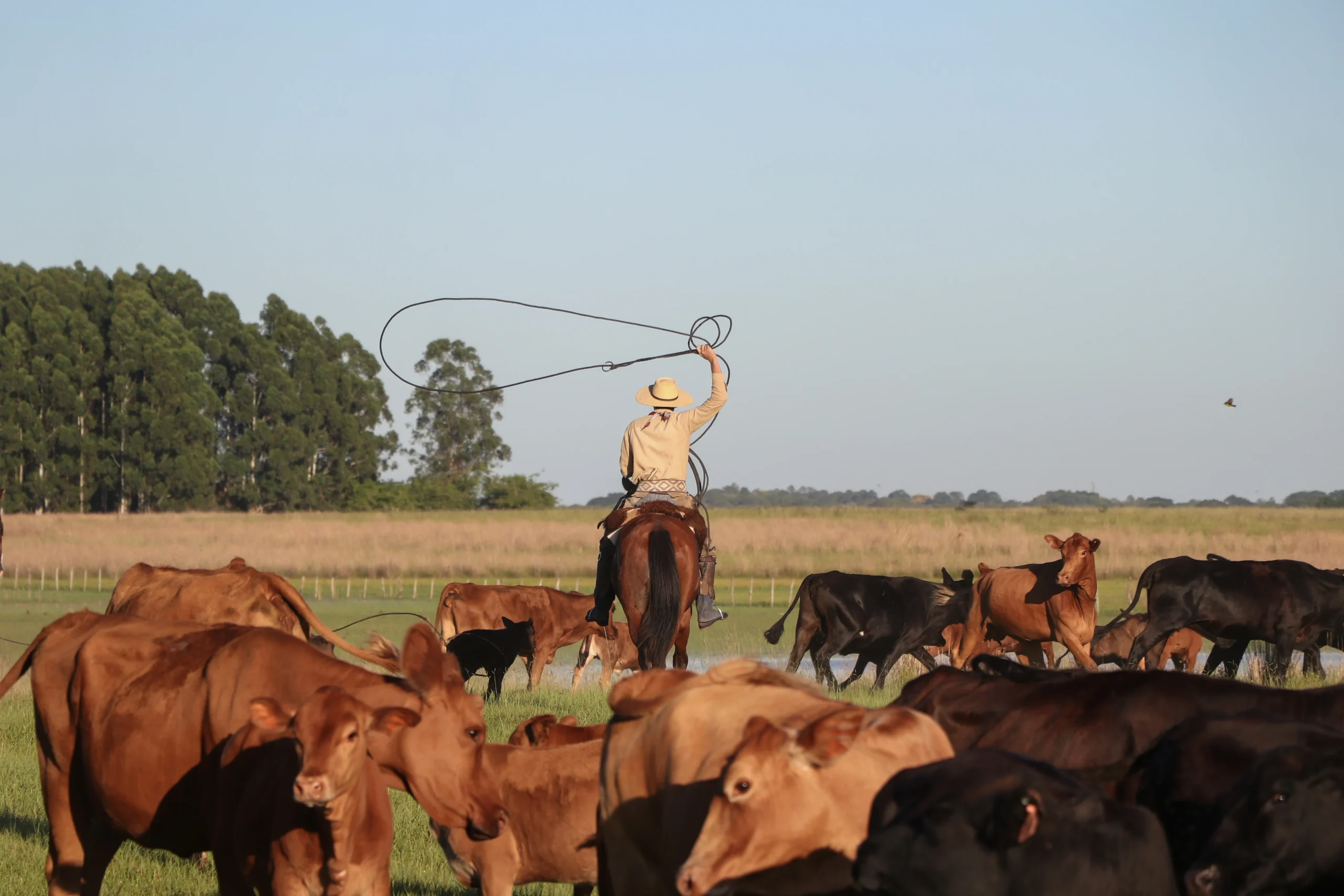 Authentic Gaucho rural activities lasso cattle herding Estancia don Joaquin Corrientes argentina