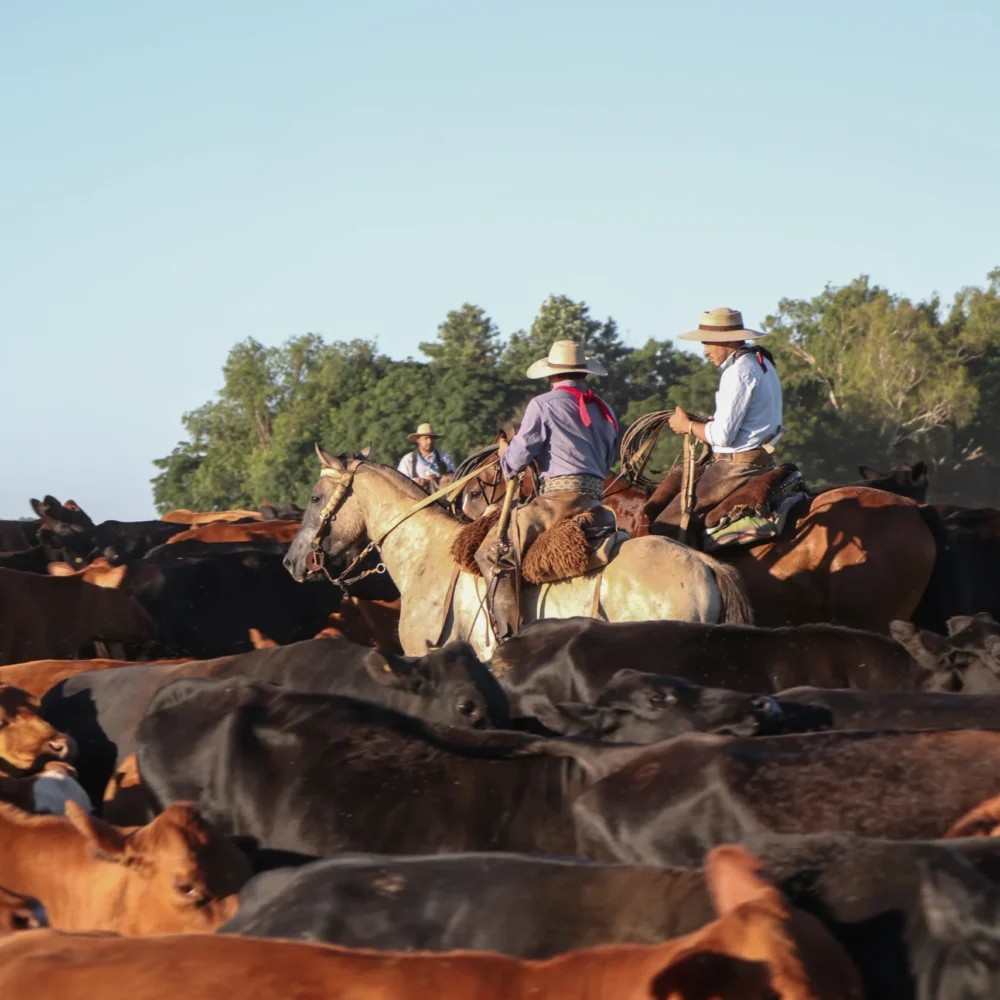 Authentic Gaucho rural activities lasso cattle herding Estancia don Joaquin Corrientes argentina