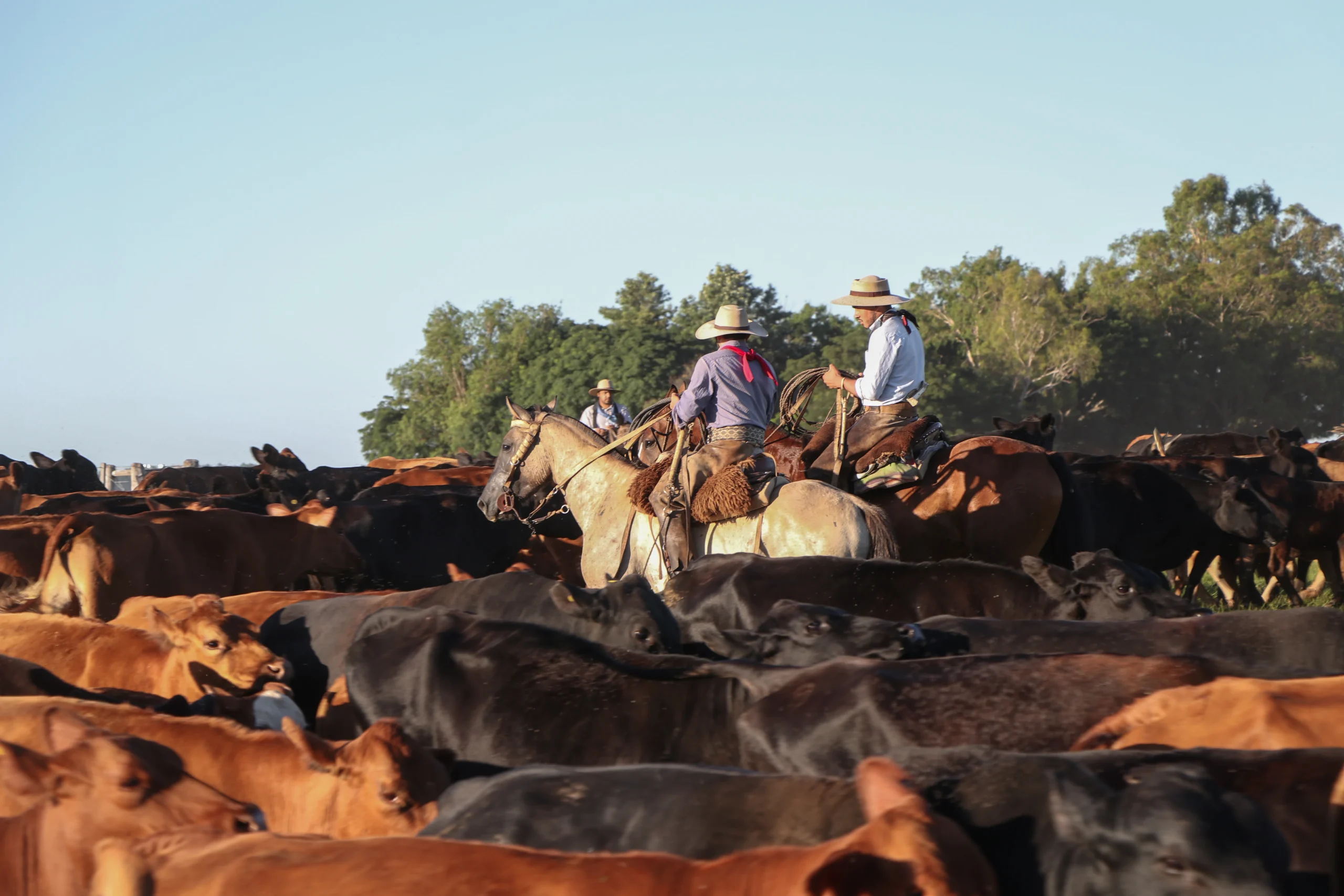 Authentic Gaucho rural activities lasso cattle herding Estancia don Joaquin Corrientes argentina
