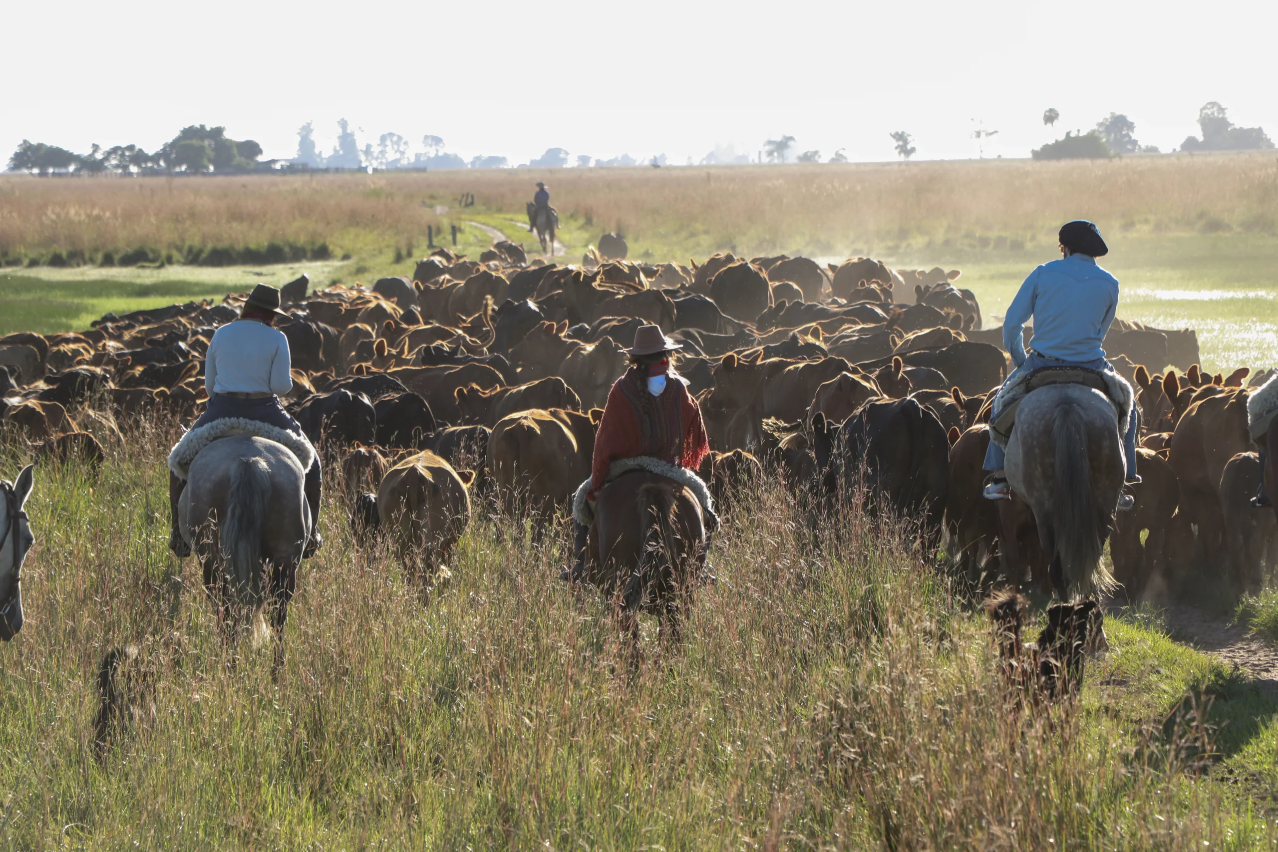 Authentic Gaucho rural activities lasso cattle herding Estancia don Joaquin Corrientes argentina