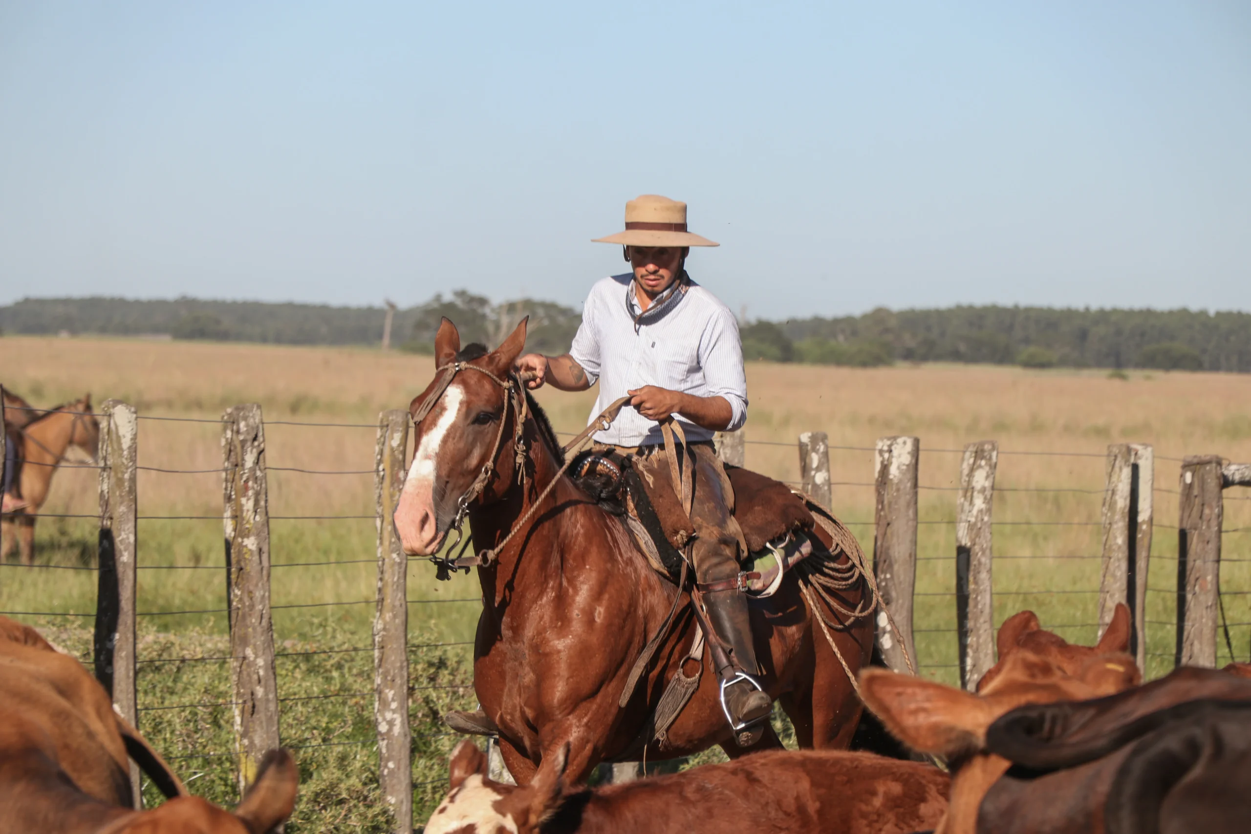 Authentic Gaucho rural activities lasso cattle herding Estancia don Joaquin Corrientes argentina