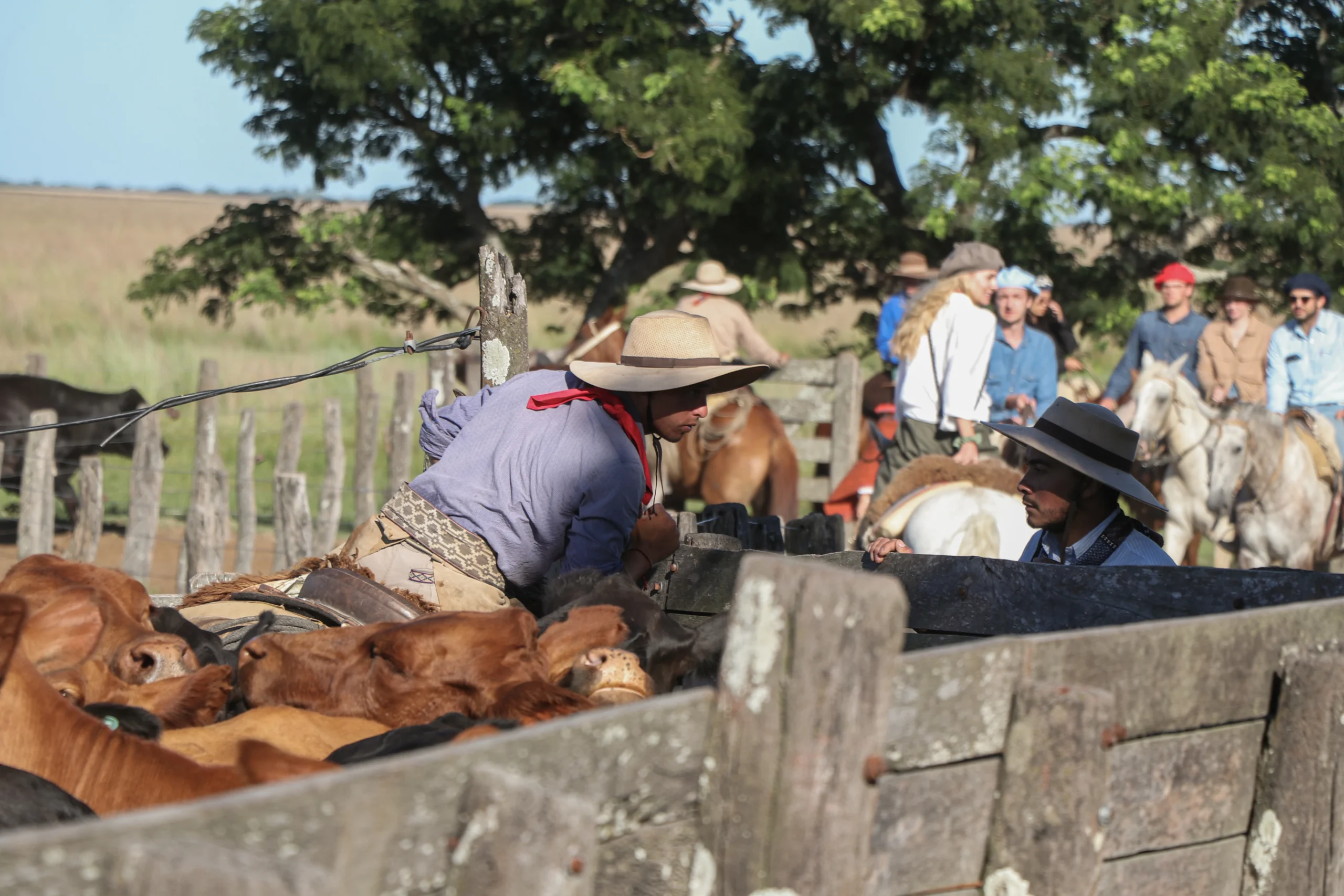 Authentic Gaucho rural activities lasso cattle herding Estancia don Joaquin Corrientes argentina