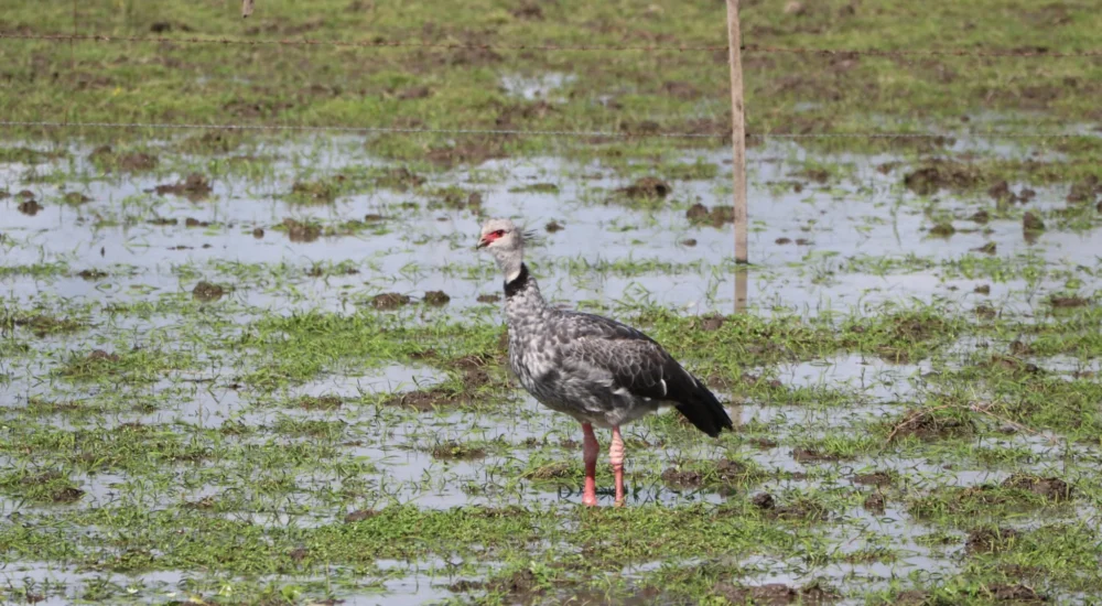 Birdwatching wildlife safari Estancia Don Joaquin Corrientes Argentina Jabiru Yellow Cardinal