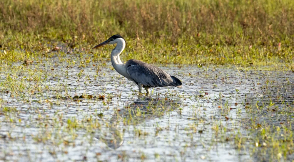 Birdwatching wildlife safari Estancia Don Joaquin Corrientes Argentina Jabiru Yellow Cardinal