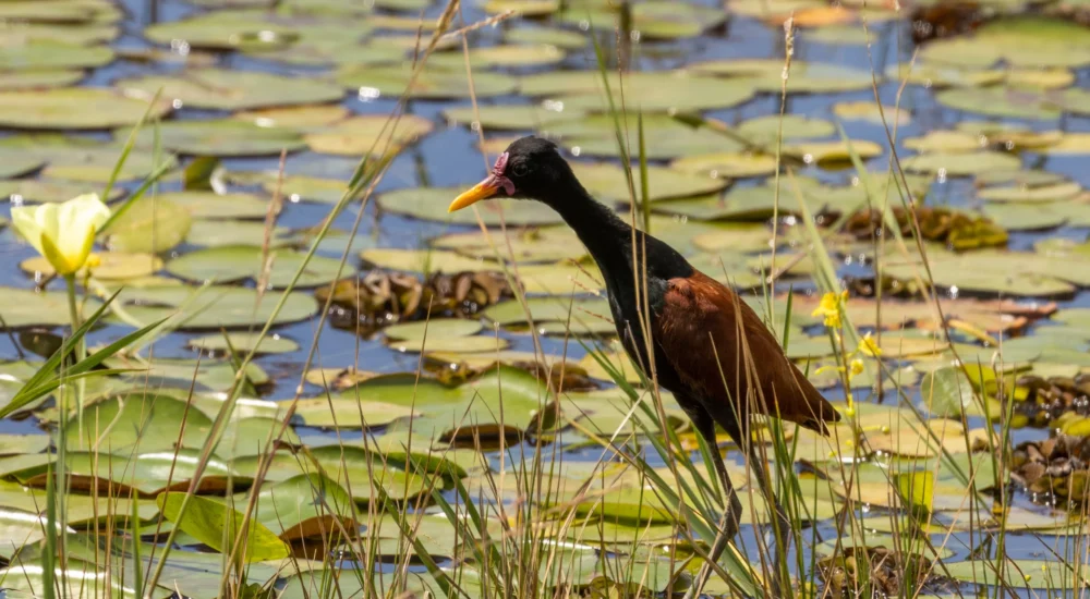 Birdwatching wildlife safari activities Estancia Don Joaquin Corrientes Argentina Jabiru Yellow Cardinal