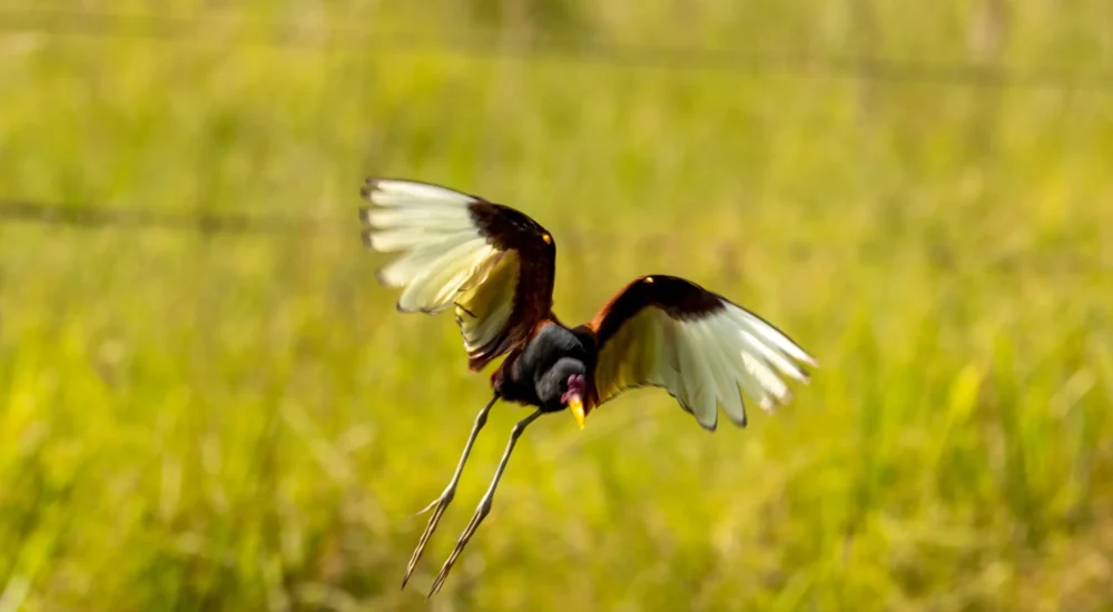 Birdwatching wildlife safari Estancia Don Joaquin Corrientes Argentina Jabiru Yellow Cardinal
