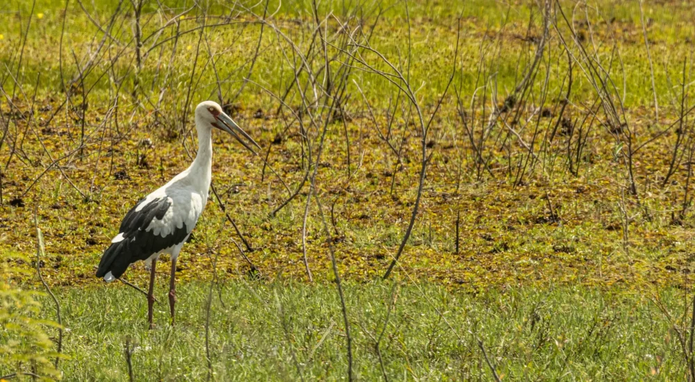 Birdwatching wildlife safari Estancia Don Joaquin Corrientes Argentina Jabiru Yellow Cardinal