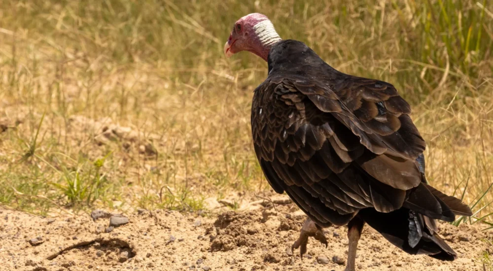 Birdwatching wildlife safari Estancia Don Joaquin Corrientes Argentina Jabiru Yellow Cardinal