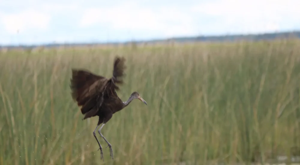 Birdwatching wildlife safari Estancia Don Joaquin Corrientes Argentina Jabiru Yellow Cardinal