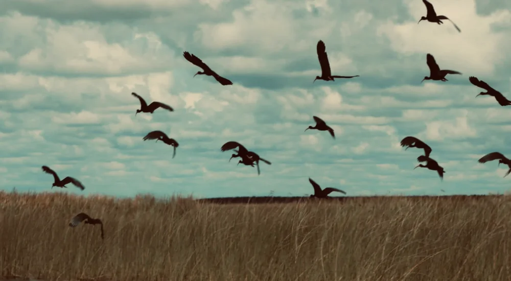 Birdwatching wildlife safari Estancia Don Joaquin Corrientes Argentina Jabiru Yellow Cardinal