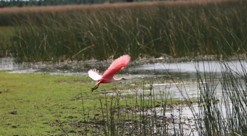 Birdwatching wildlife safari Estancia Don Joaquin Corrientes Argentina Jabiru Yellow Cardinal
