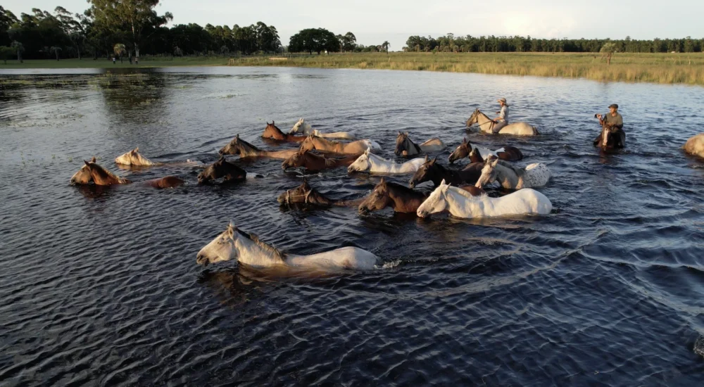 Horses swimming free Estancia don Joaquin Corrientes argentina