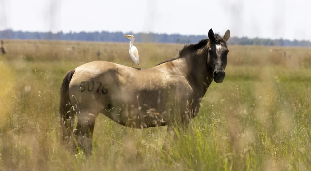 Wildlife safaris gaucho trail ride activities Estancia don Joaquin Corrientes argentina capybara sighting