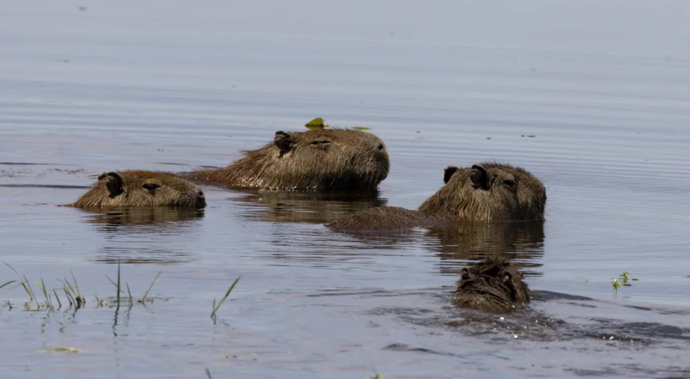 Wildlife safaris gaucho trail ride activities Estancia don Joaquin Corrientes argentina capybara habéis sighting