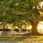Monturero criollo style saddles horses riding Estancia don Joaquin Corrientes argentina