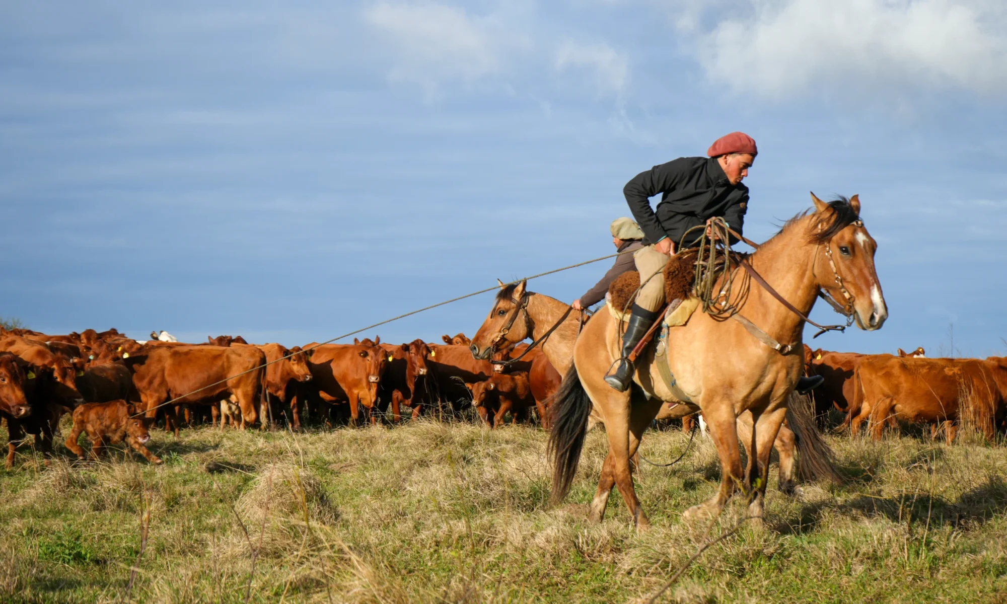el gauhco argentina estancia don joaquin el mencho authentic family ranch corrientes argentina cattle work lasso