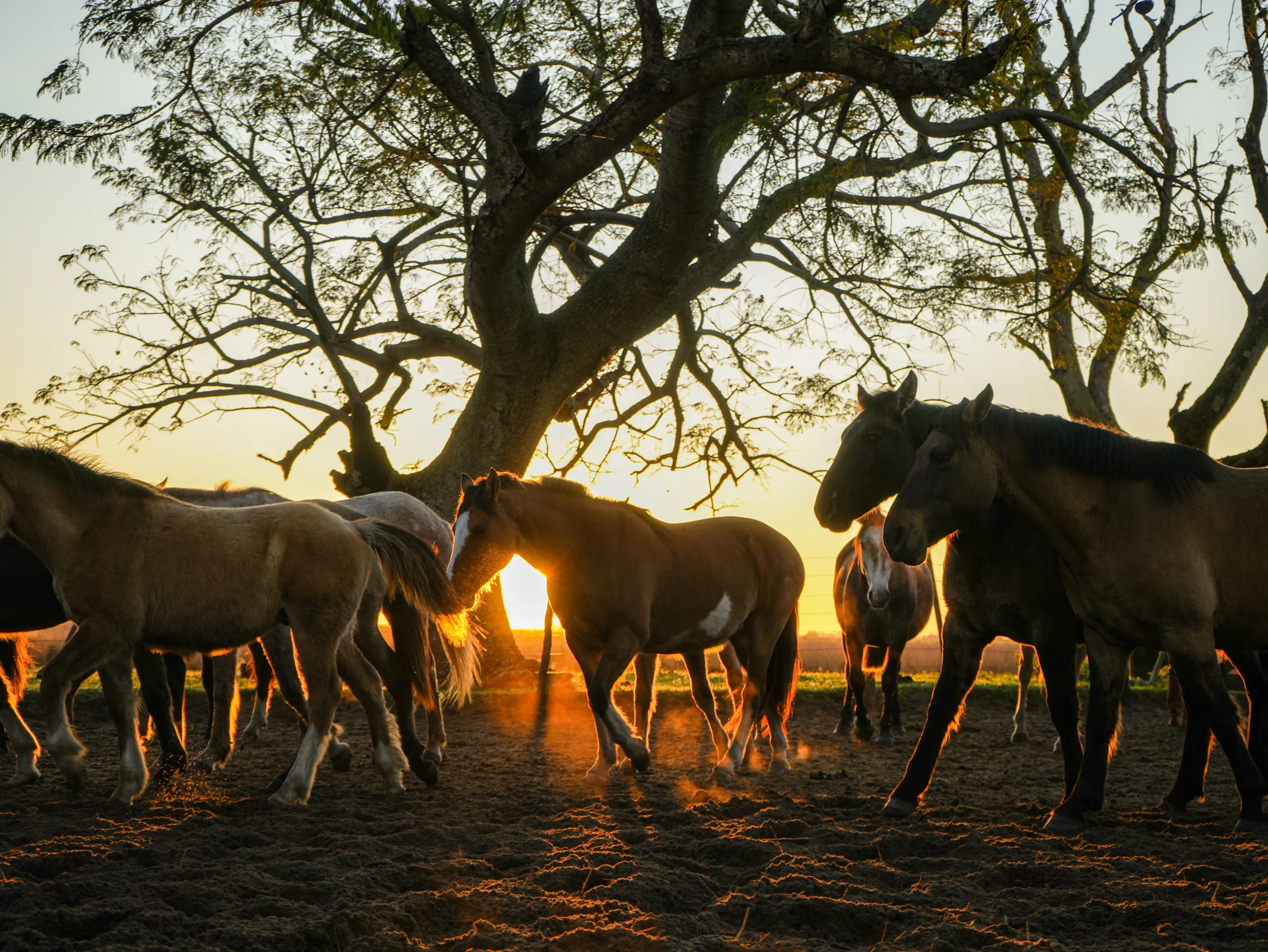 estancia don joaquin corrientes argentina horse riding landscape authentic family ranch