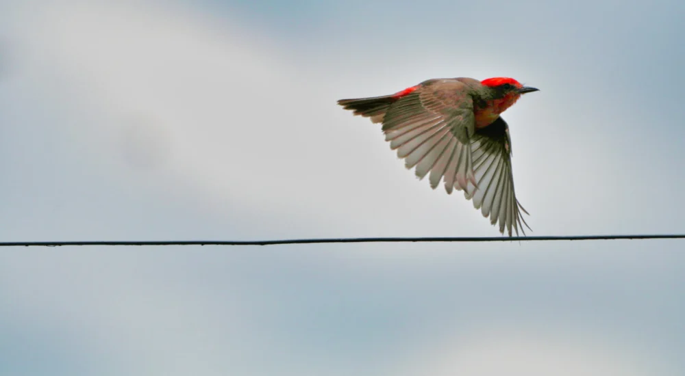 Birdwatching wildlife safari Estancia Don Joaquin Corrientes Argentina Jabiru Yellow Cardinal