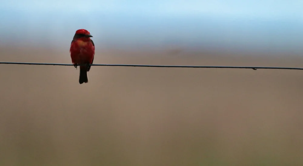 Birdwatching wildlife safari Estancia Don Joaquin Corrientes Argentina Jabiru Yellow Cardinal
