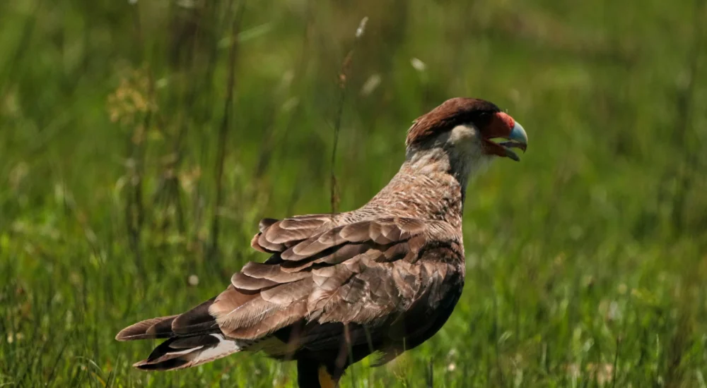 Birdwatching wildlife safari Estancia Don Joaquin Corrientes Argentina Jabiru Yellow Cardinal