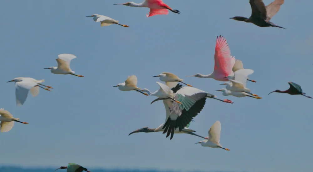 Birdwatching wildlife safari Estancia Don Joaquin Corrientes Argentina Jabiru Yellow Cardinal