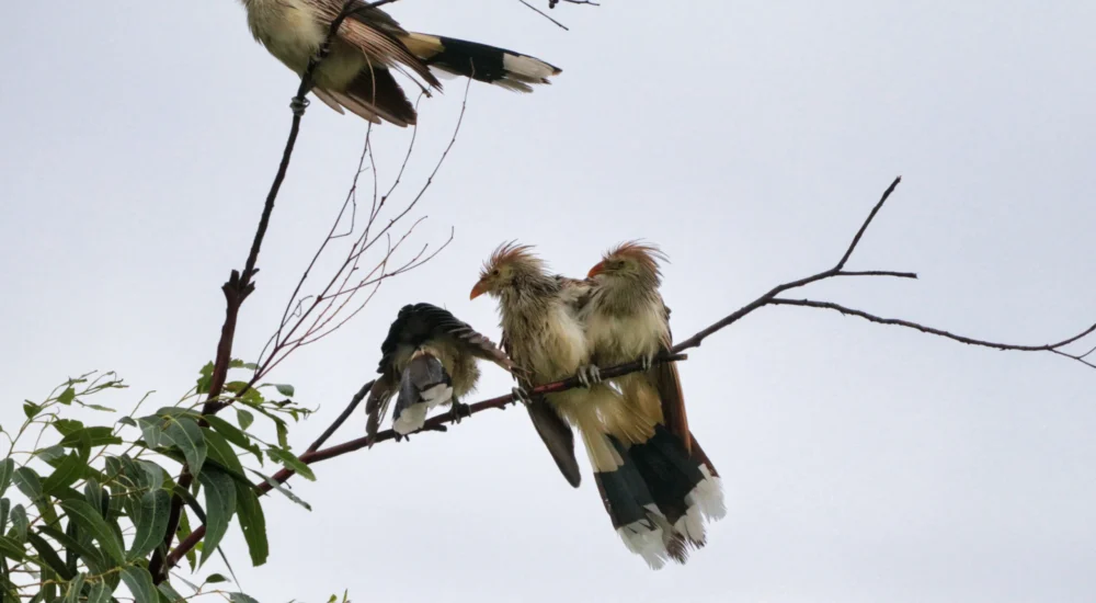 Birdwatching wildlife safari Estancia Don Joaquin Corrientes Argentina Jabiru Yellow Cardinal