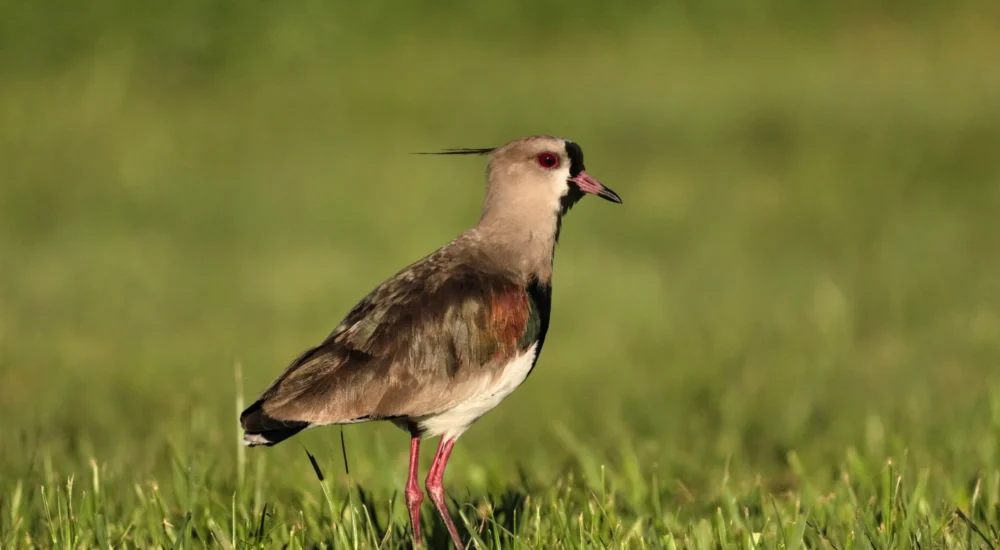 Birdwatching wildlife safari Estancia Don Joaquin Corrientes Argentina Jabiru Yellow Cardinal