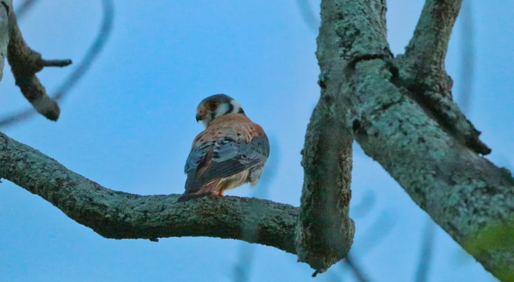 Birdwatching wildlife safari Estancia Don Joaquin Corrientes Argentina Jabiru Yellow Cardinal