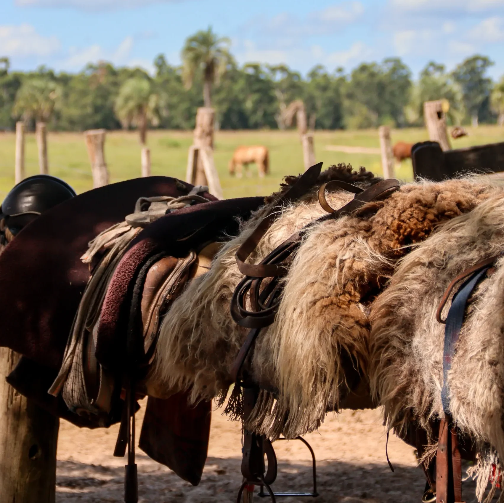 Horse riding argentina criollo style western riding Corrientes gaucho style